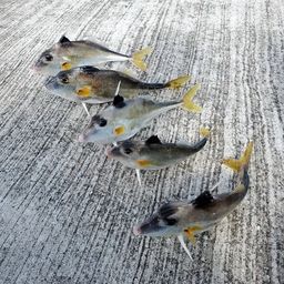 ギマ