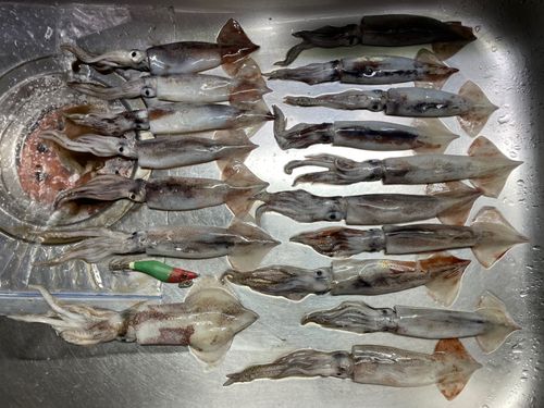 スルメイカの釣果
