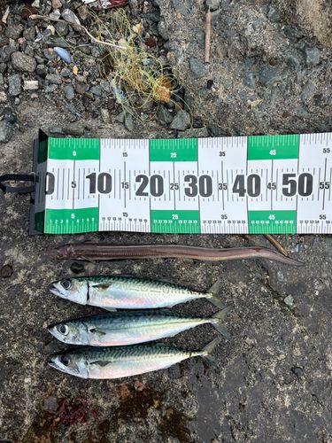 マアナゴの釣果