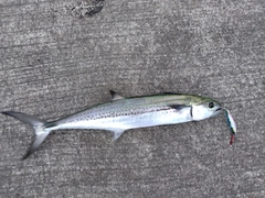 サゴシの釣果