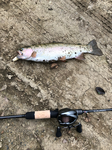 ニジマスの釣果