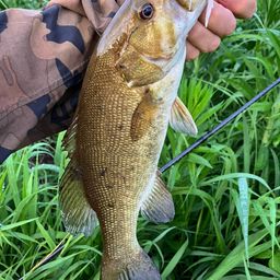 スモールマウスバス