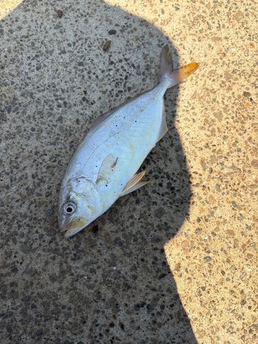 ショゴの釣果