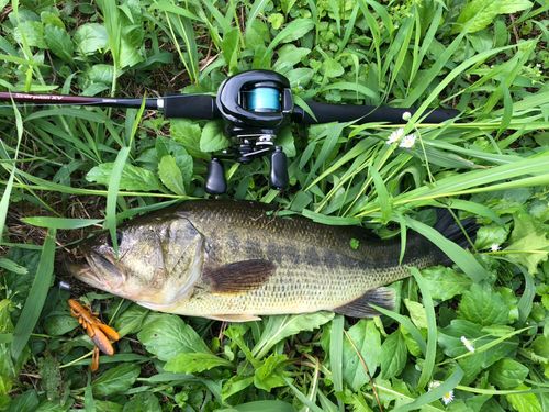 ブラックバスの釣果