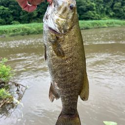 スモールマウスバス
