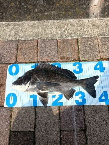 クロダイの釣果