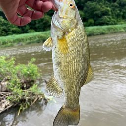 スモールマウスバス