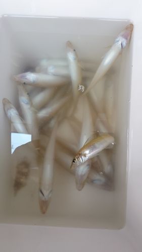 キスの釣果