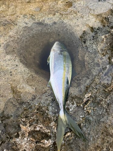 ワラサの釣果