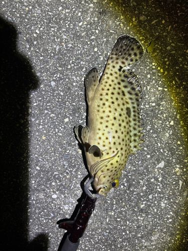 釣果