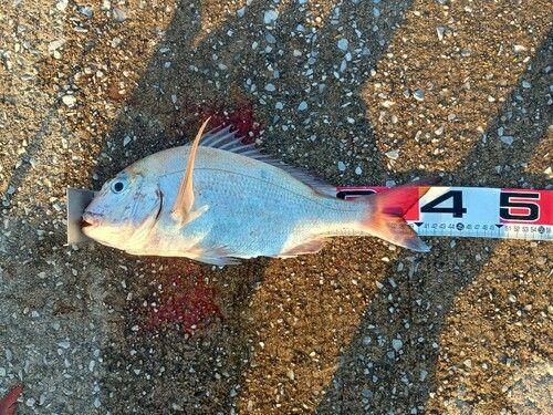 マダイの釣果