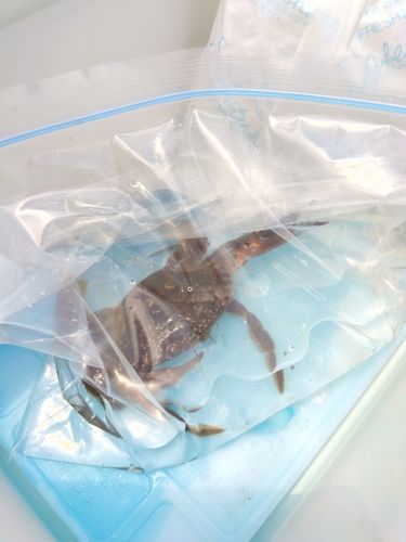 カニの釣果