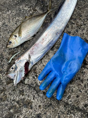 タチウオの釣果