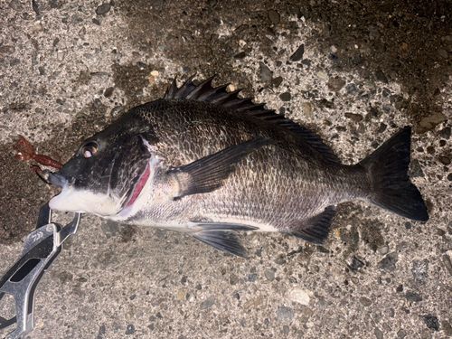 クロダイの釣果
