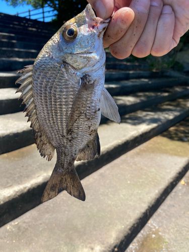 ナンヨウチヌの釣果