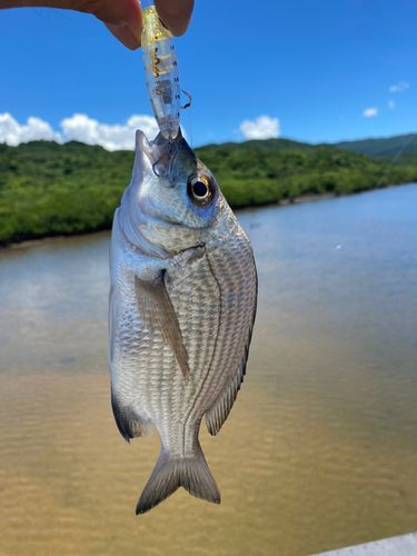 ナンヨウチヌの釣果