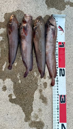 ドンコの釣果