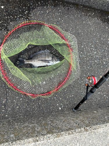 クロダイの釣果