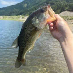 ブラックバス