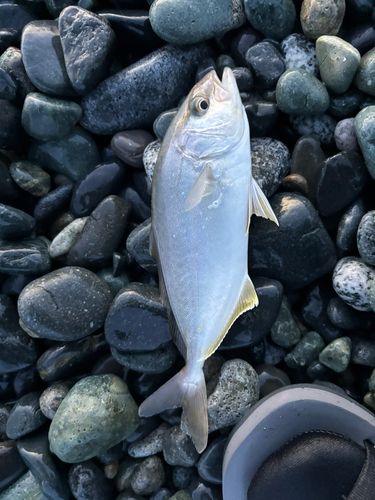 ショゴの釣果