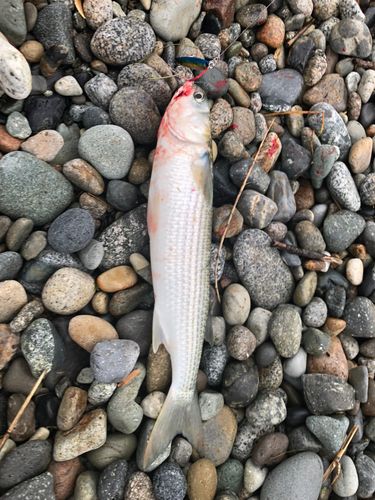ボラの釣果