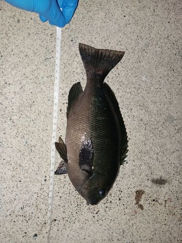 メジナの釣果