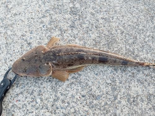 マゴチの釣果