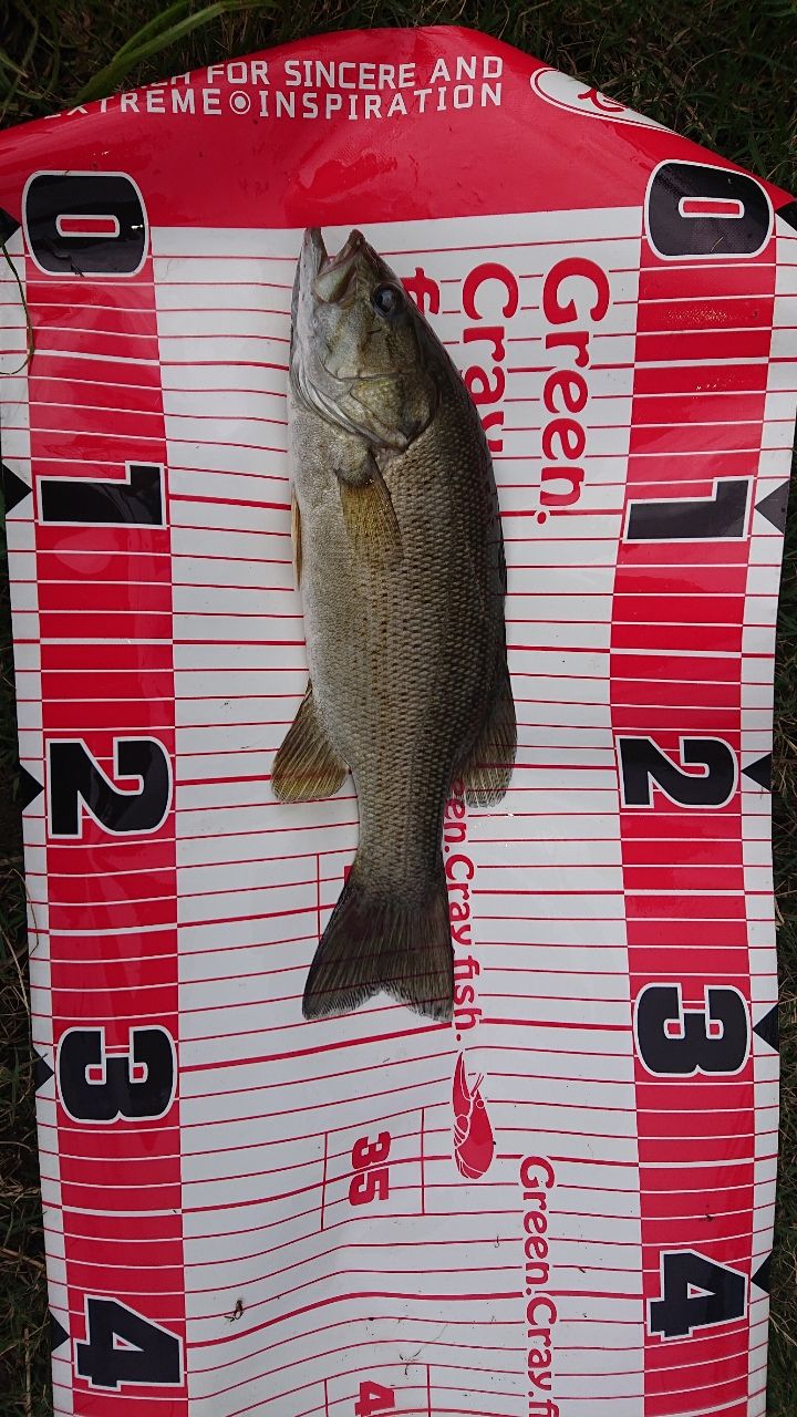 スモールマウスバス