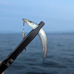 カマスの釣果