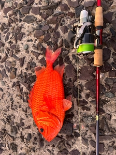 エビスダイの釣果