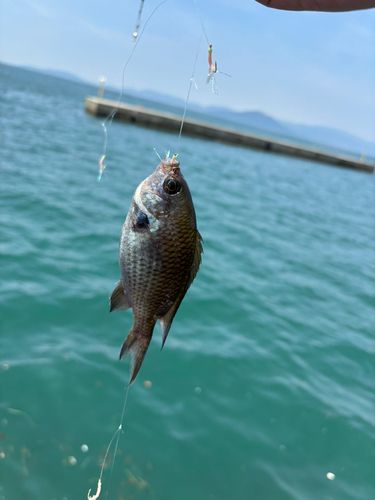 スズメダイの釣果