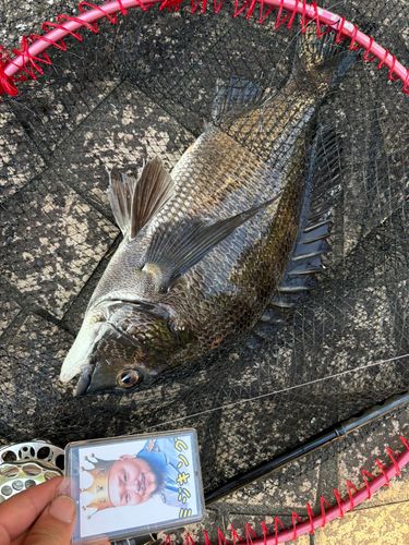 チヌの釣果