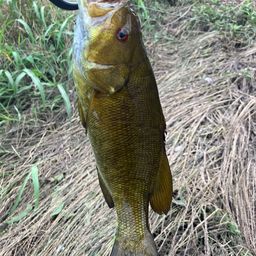 スモールマウスバス