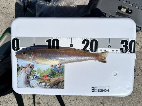 シロギスの釣果