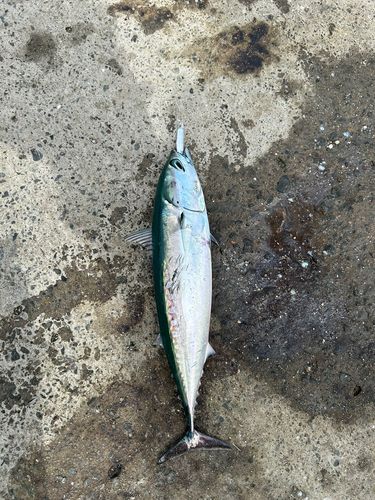 ソウダガツオの釣果