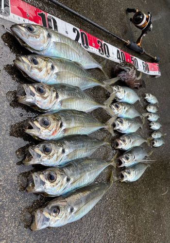アジの釣果
