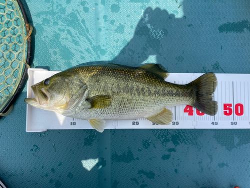 ラージマウスバスの釣果