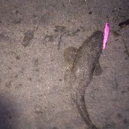 マゴチ