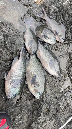 グレの釣果