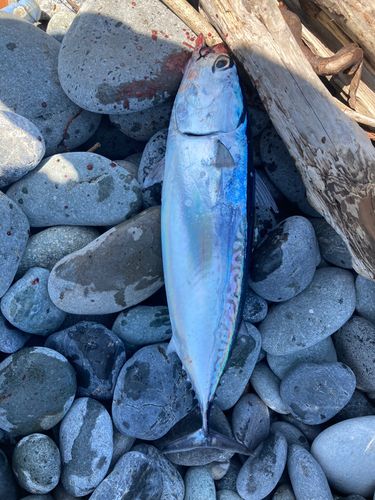 マルソウダの釣果