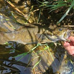 スモールマウスバス