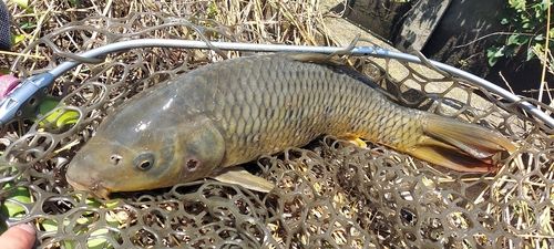 コイの釣果