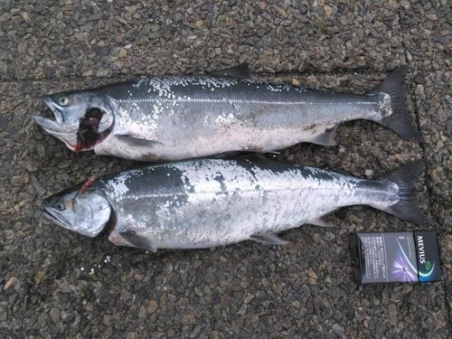 サクラマスの釣果