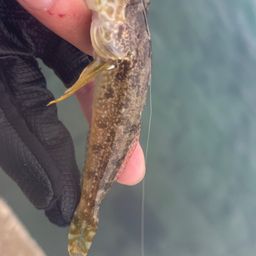ハゼ