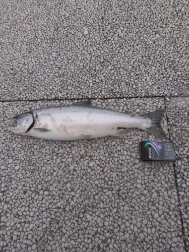 サクラマスの釣果