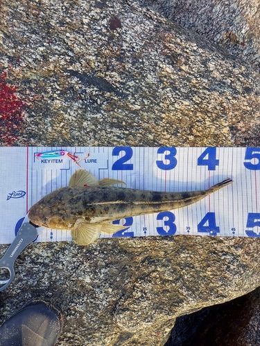 マゴチの釣果