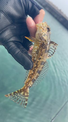 ハゼの釣果