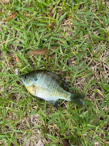 ブルーギルの釣果