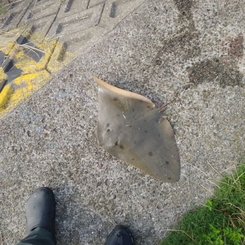 ツバクロエイの釣果