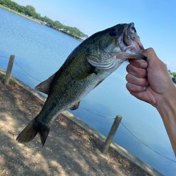 ラージマウスバス